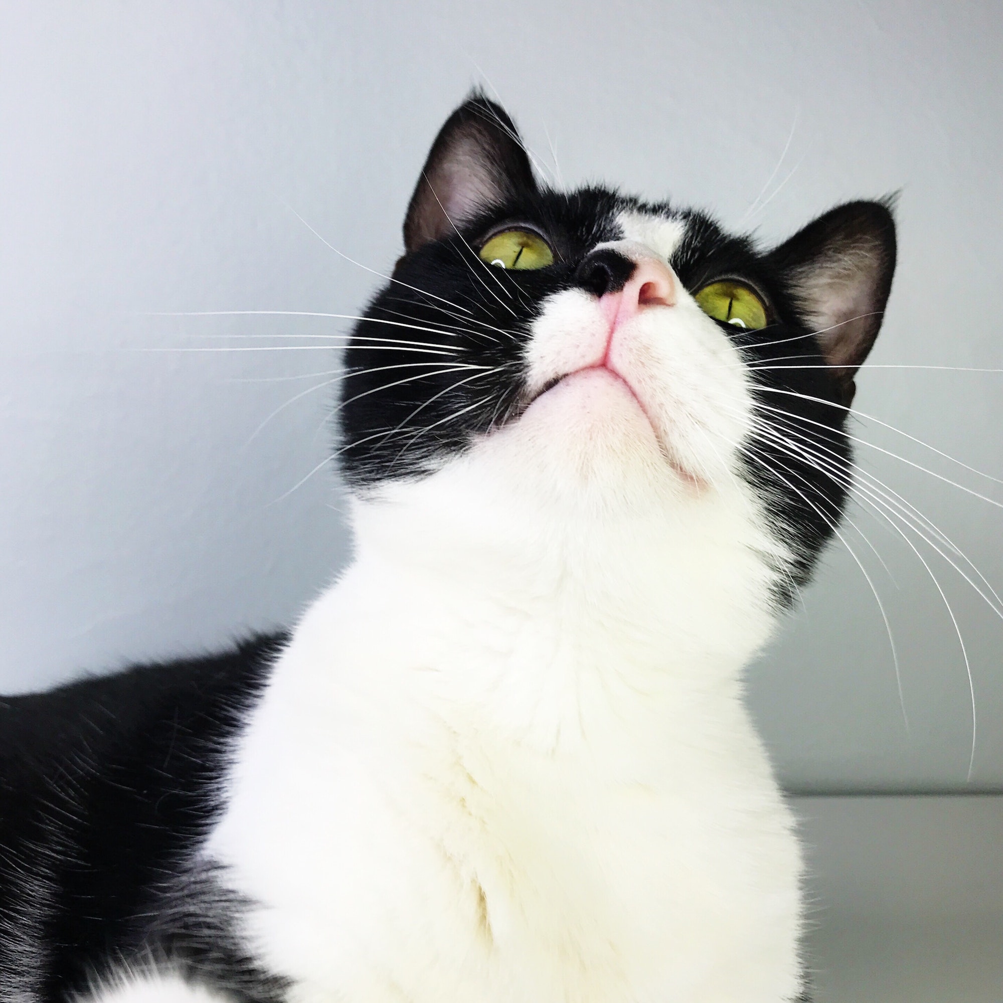 Cat looking up