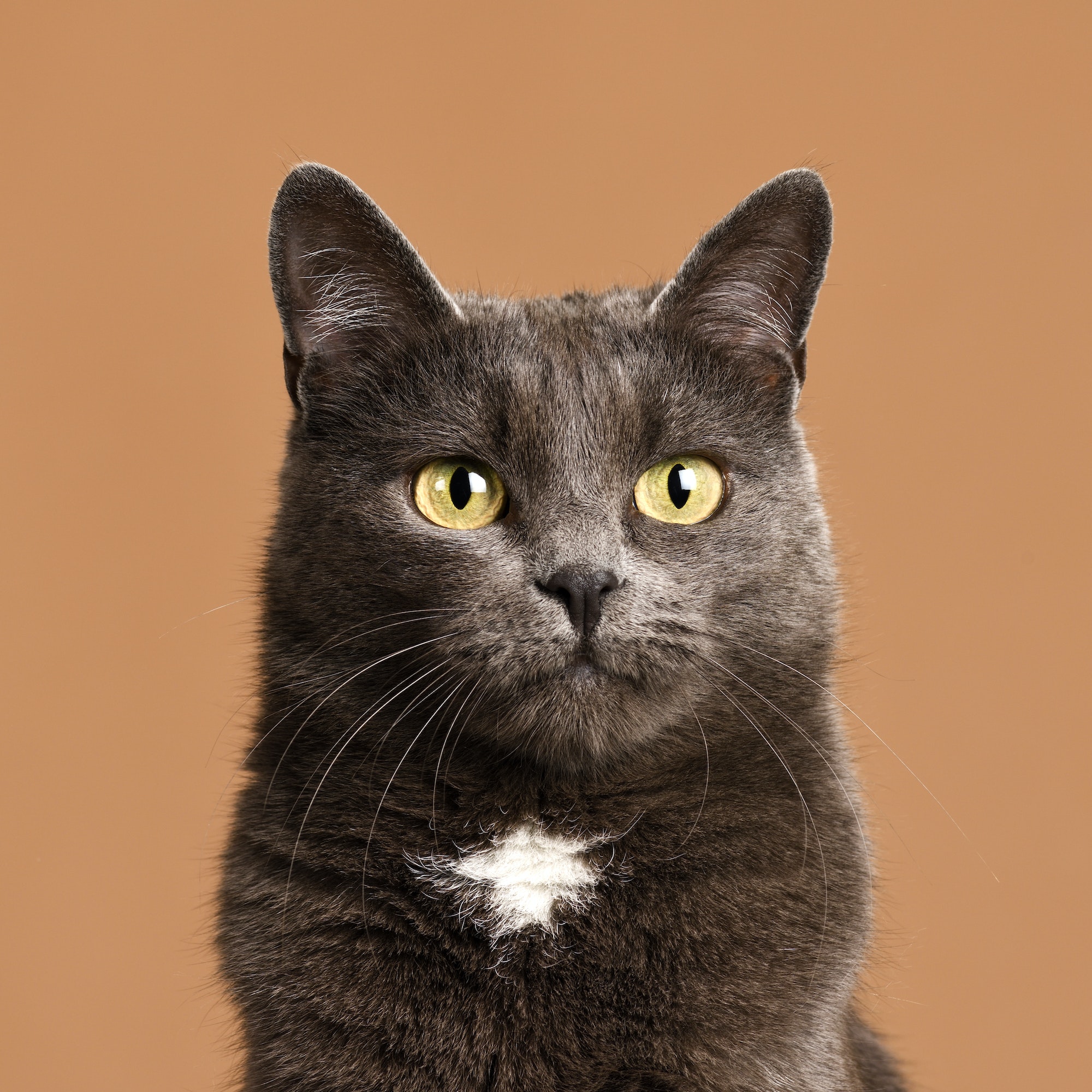cute grey cat