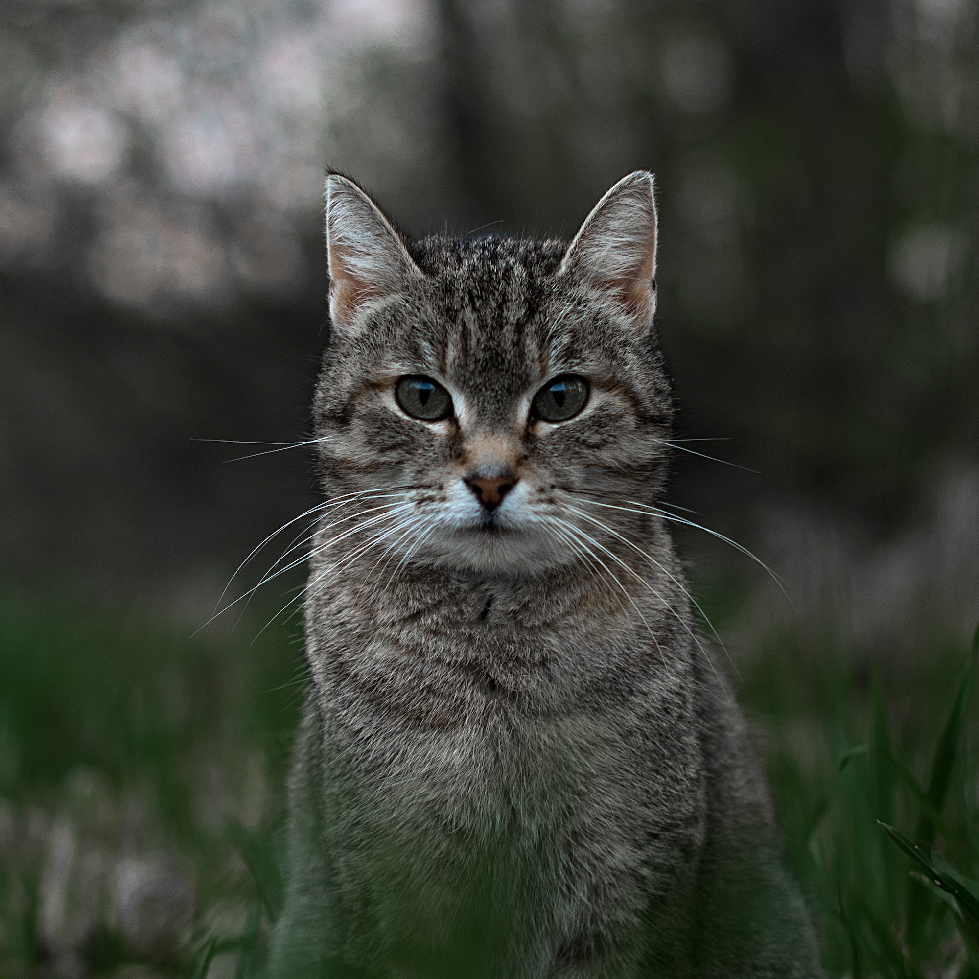 Cute tabby cat in park. #NOMINATED!#